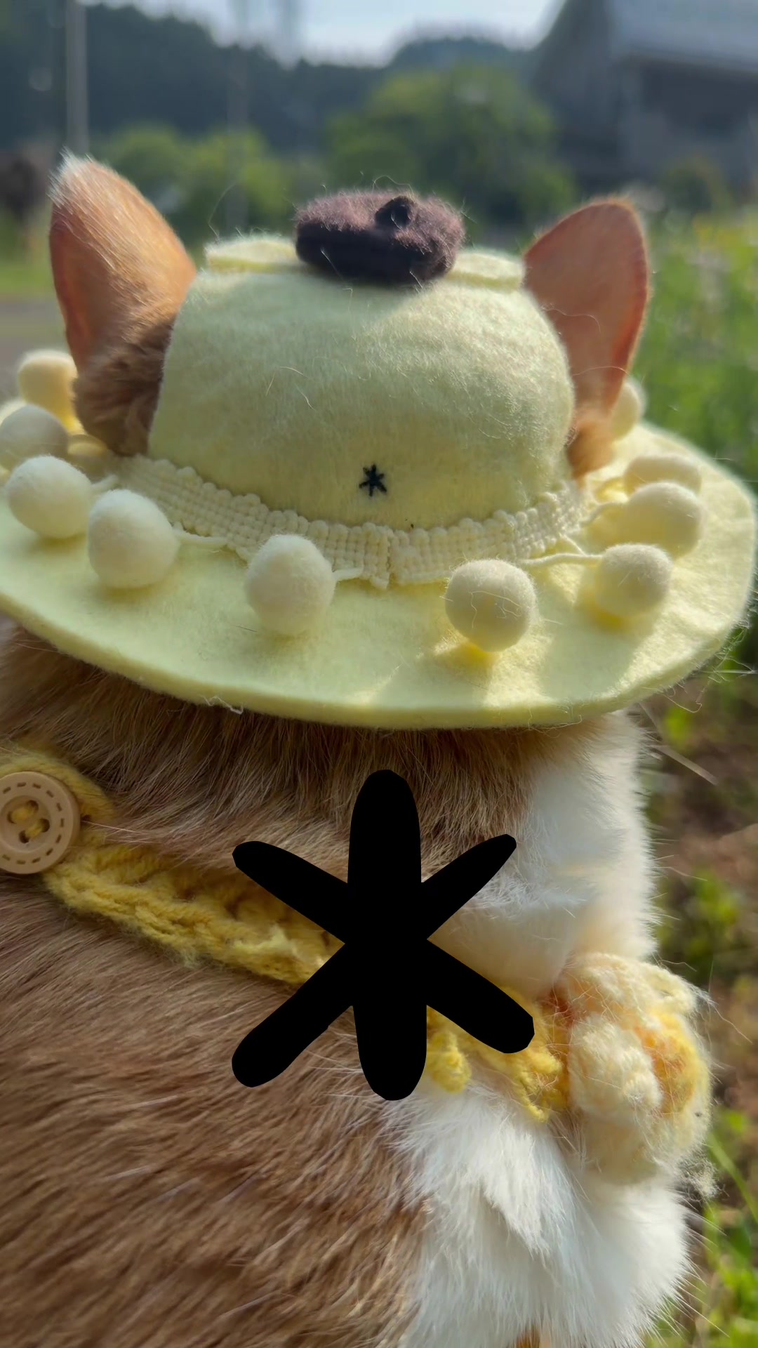 @お散歩大好きもんぶらん🐈