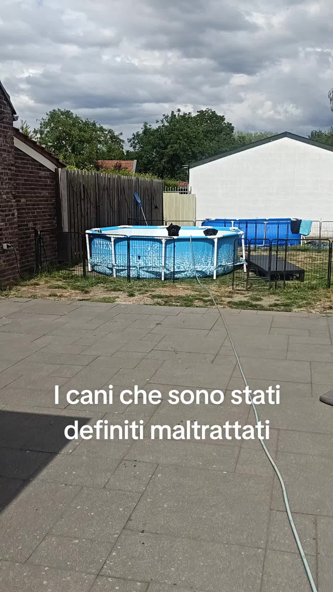 @Niky&isuoirottweiler