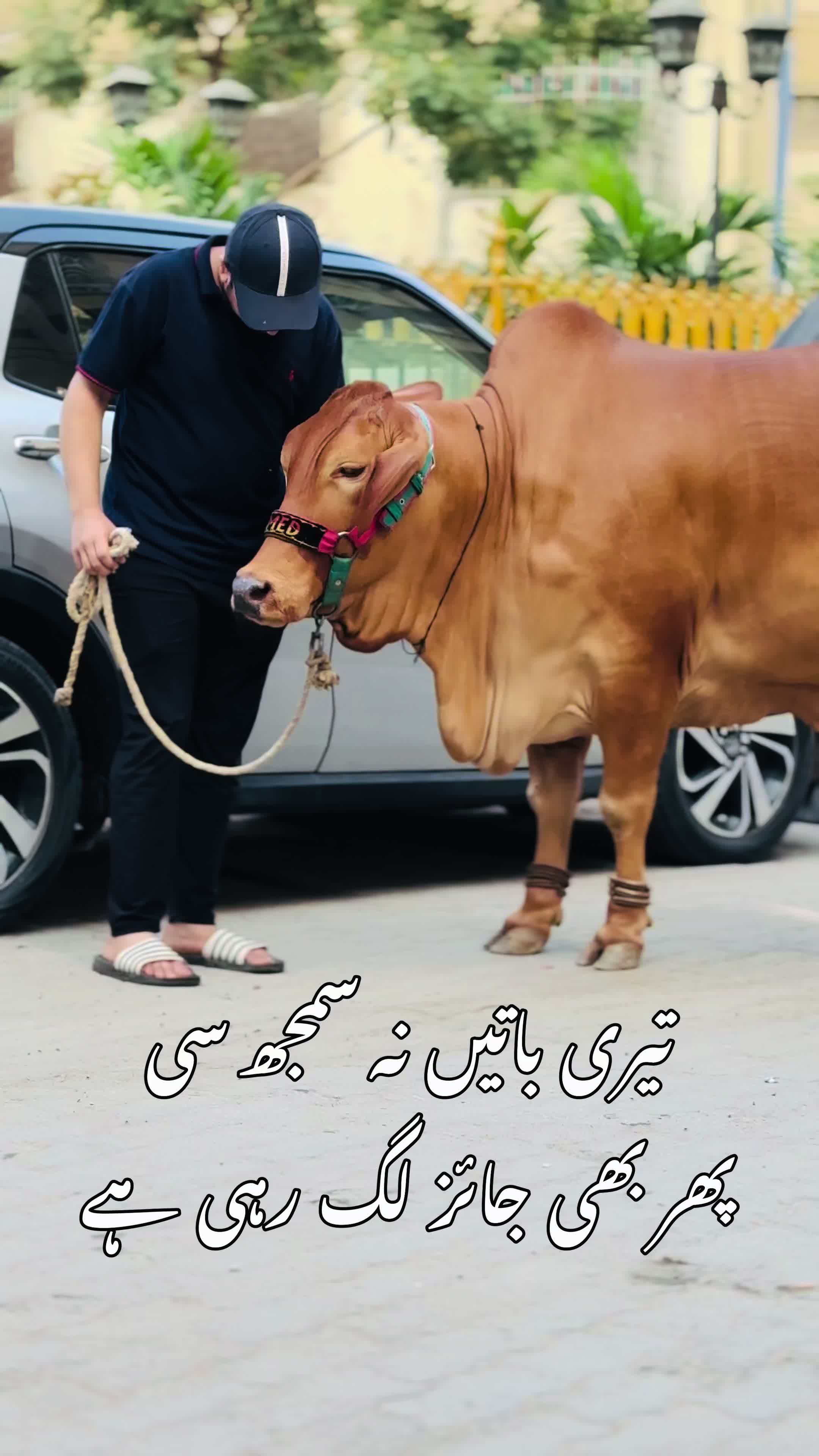 @COW MANDI (BEIP)❤️
