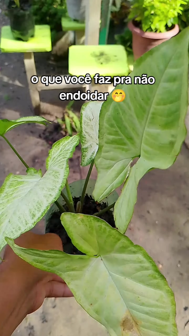 @jardim da neya🪴🌵