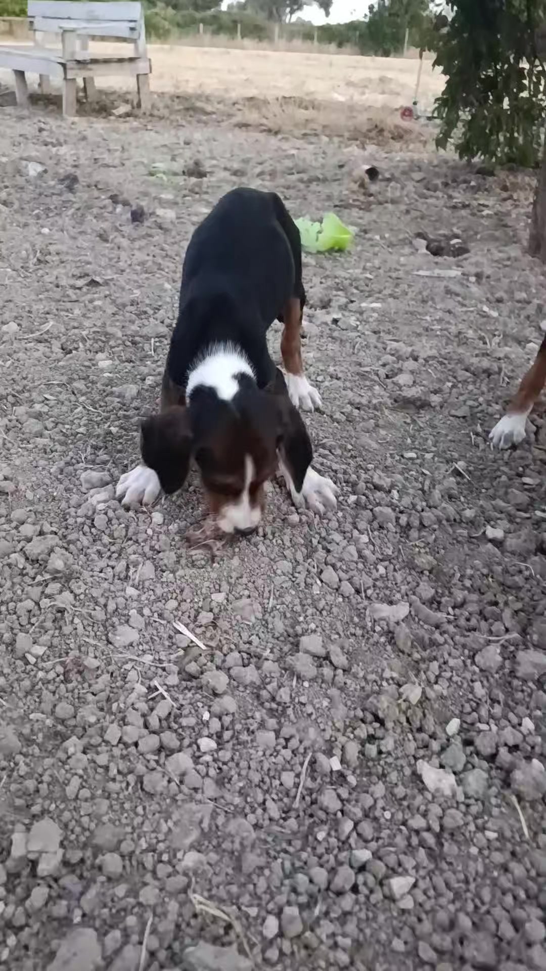 @avcı huseyin