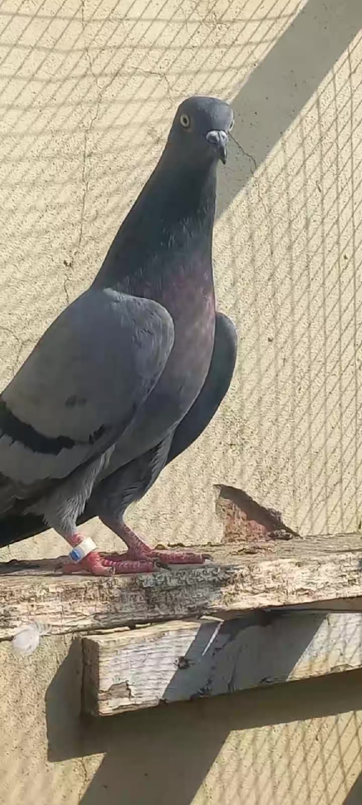 @Ranakasuripigeon