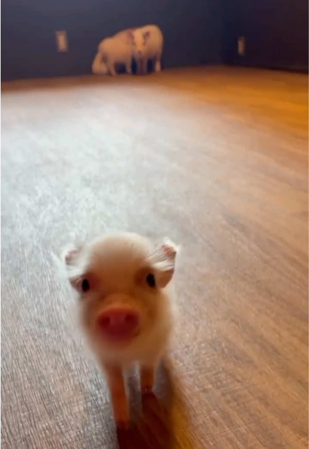 @pignic