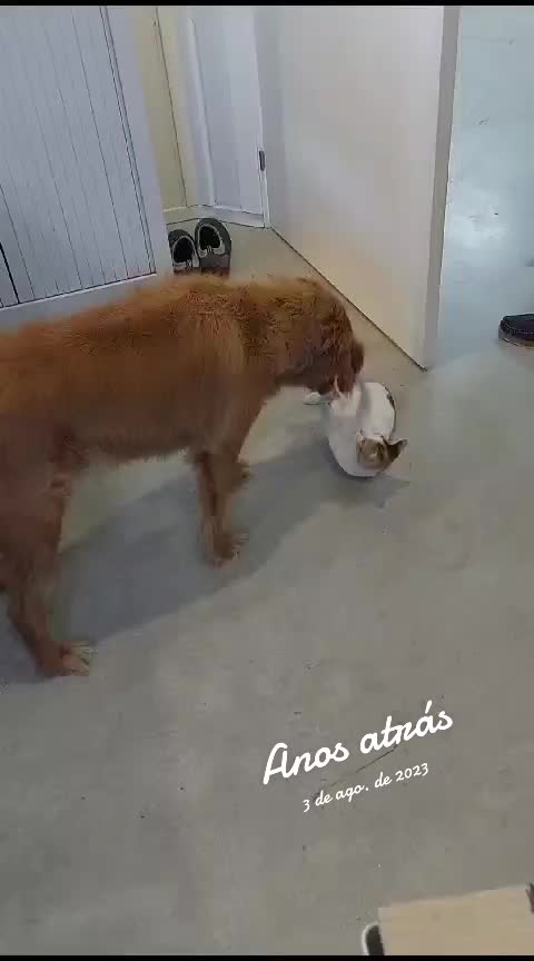 @Motinha