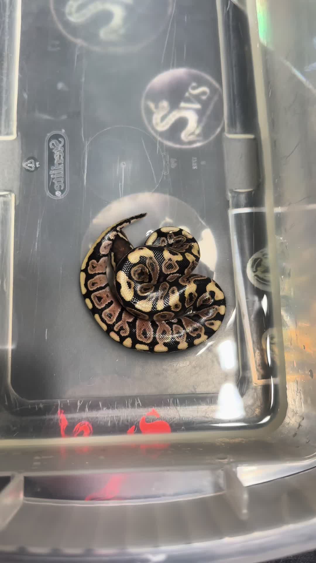 @Sallevallesnakes (jose)