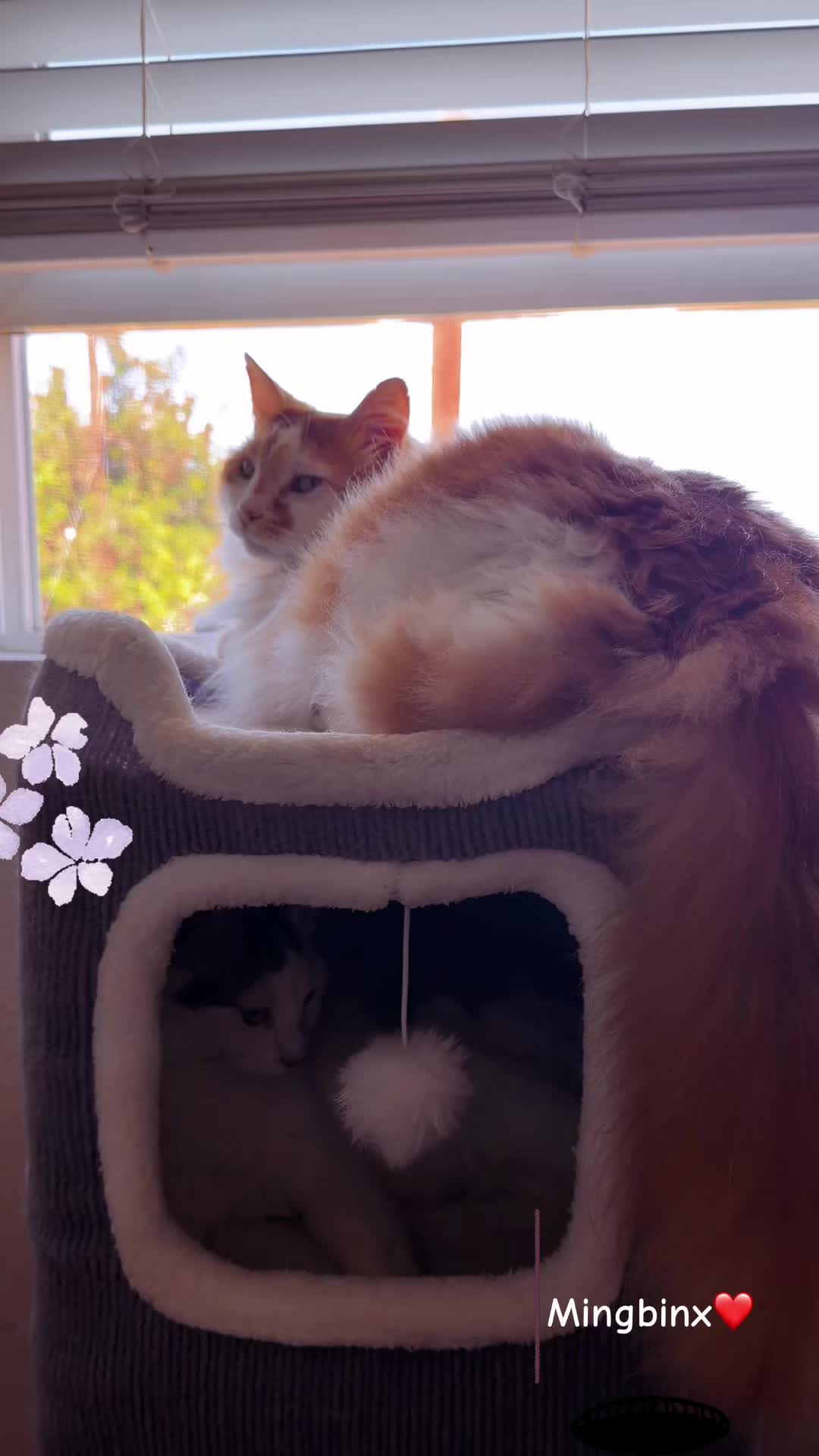 @Ming 🐈