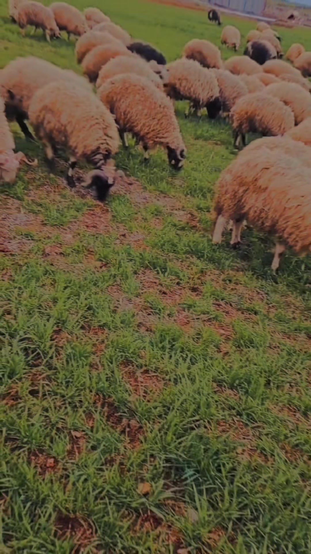 @EMİNOĞLU BESİCİLİK