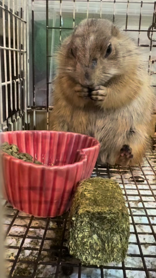 @総合ペットショップ　ノーザンみしま