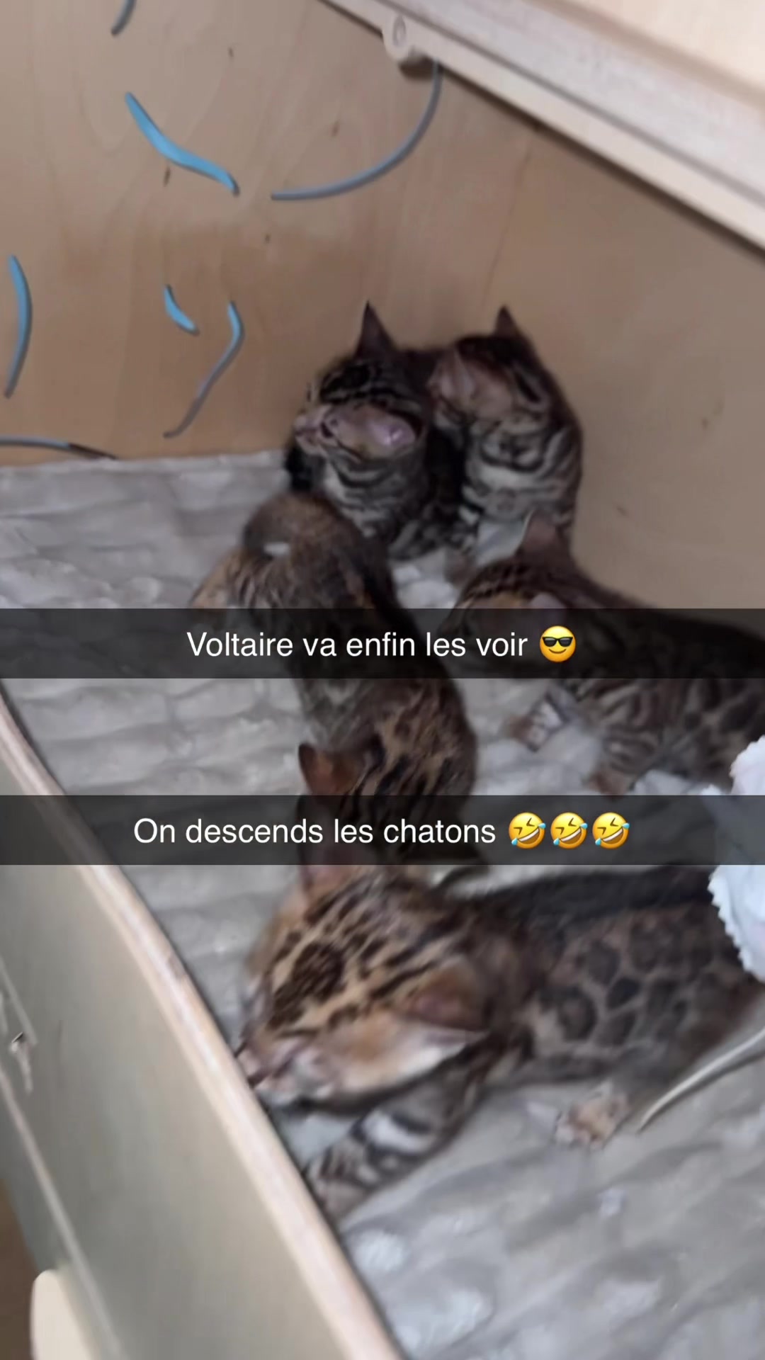 @voltaireleroi