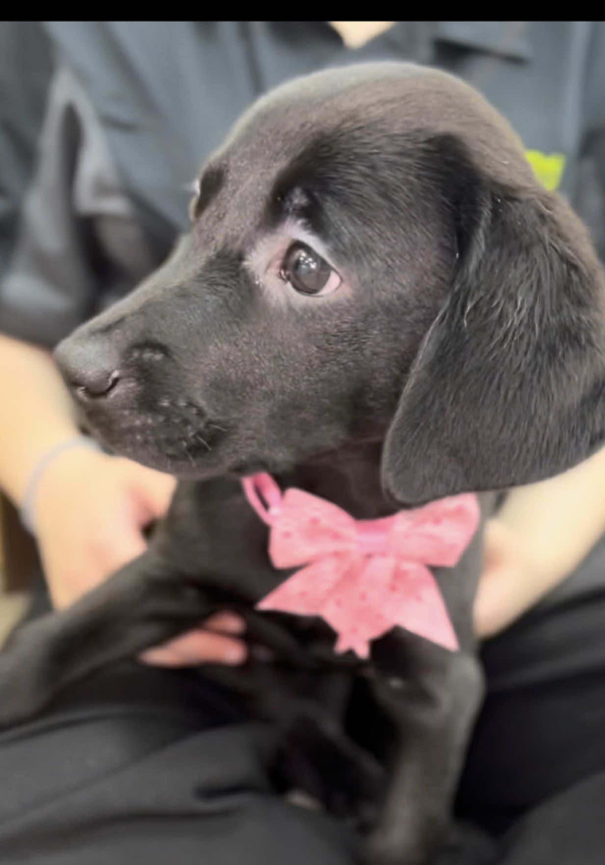 @Petland Oklahoma City