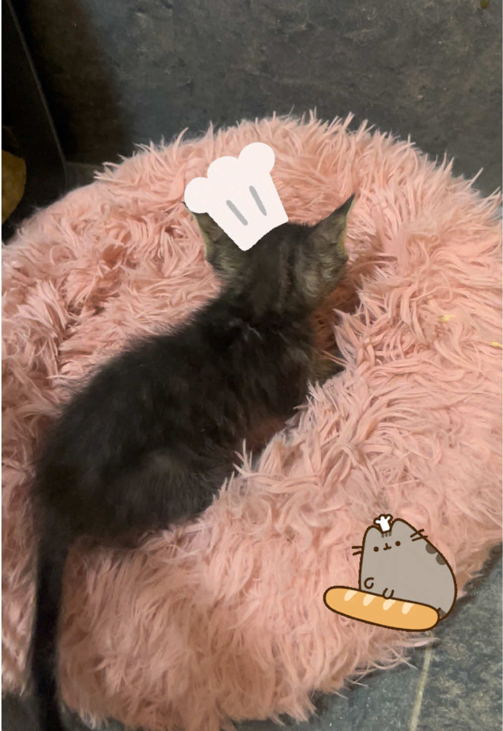 @Cosas de mis gatos 🐱