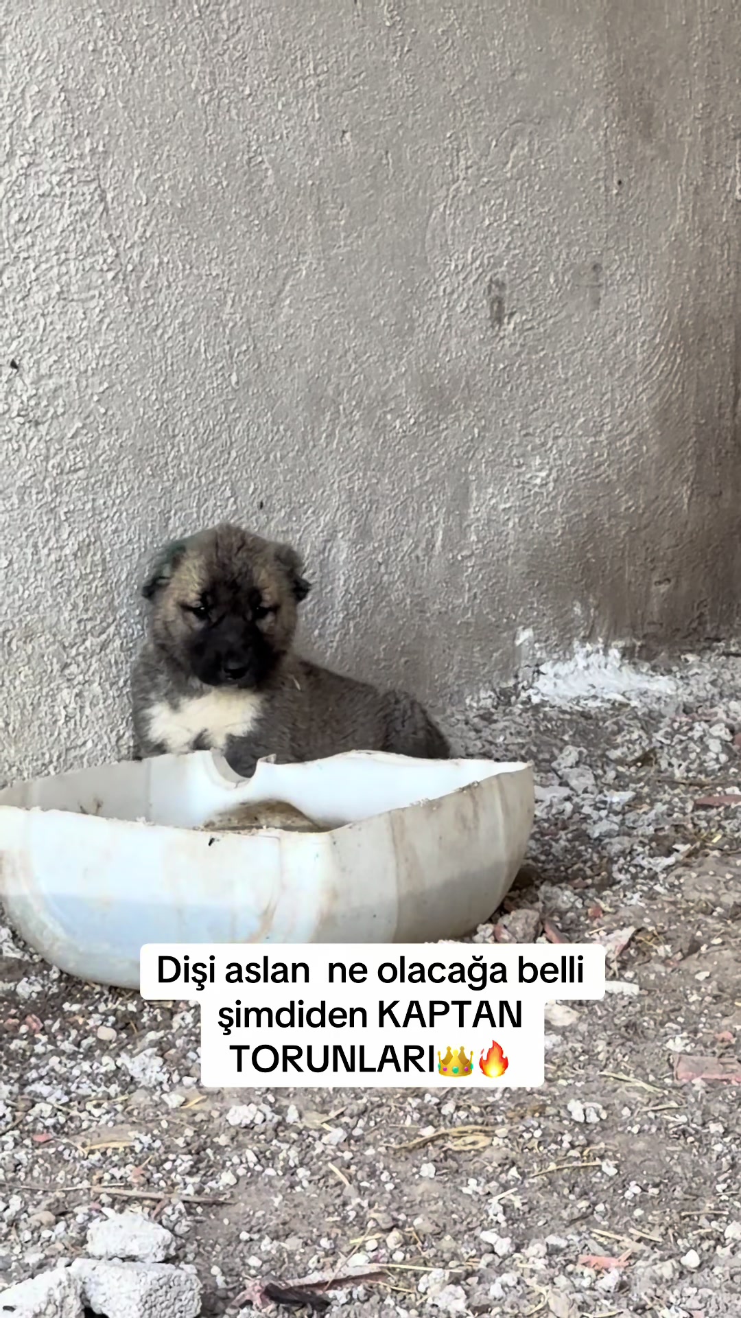 @kangalcı serkan