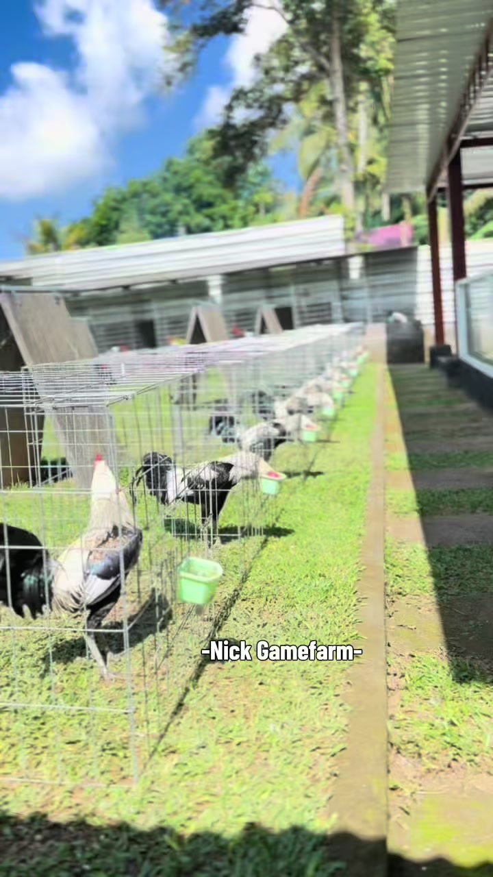 @NICK GAMEFARM