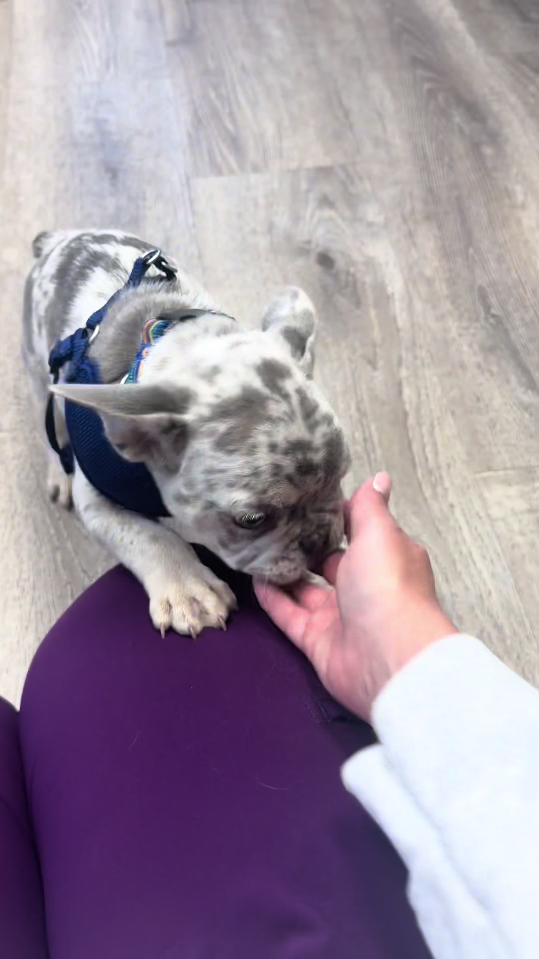 @Snodgrass Vet