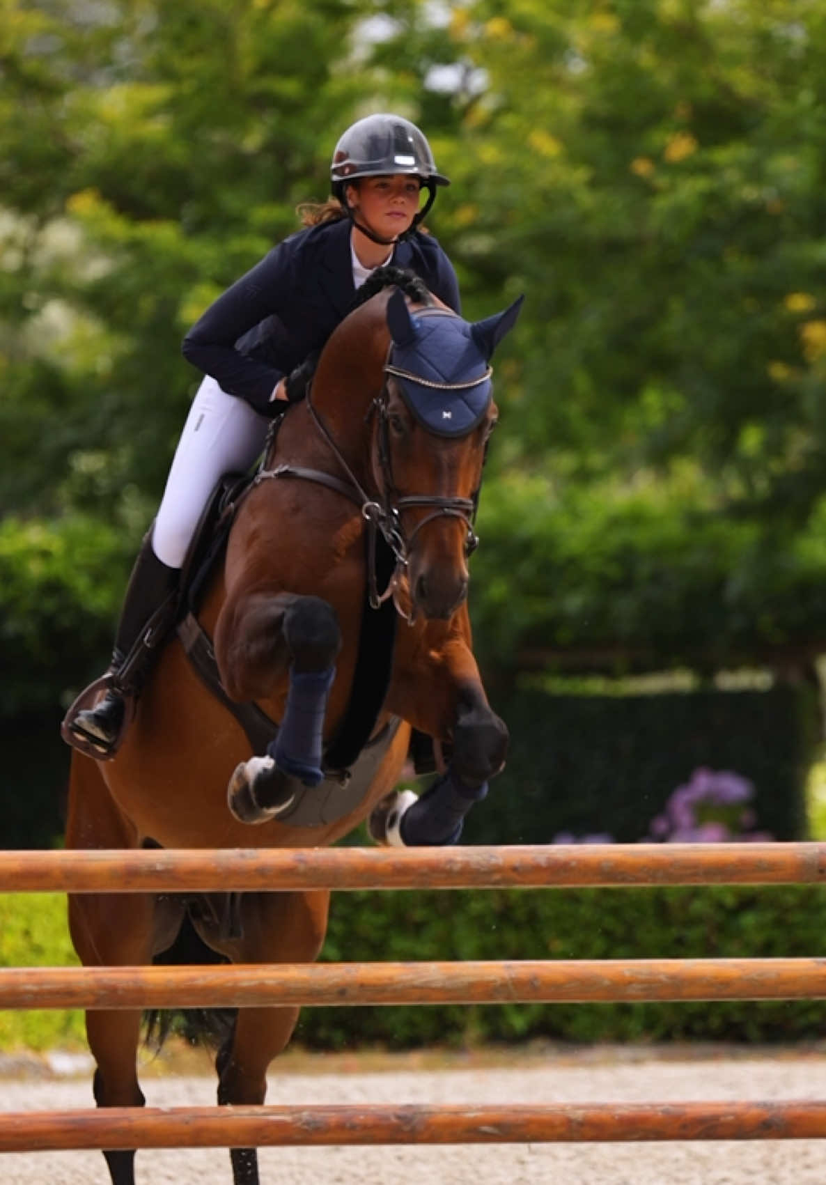 @Maximilian Equestrian
