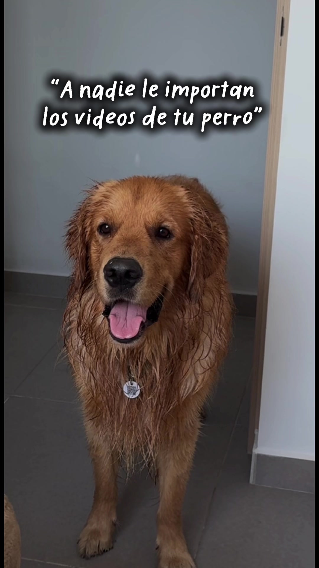 @Soy Milo 🐶