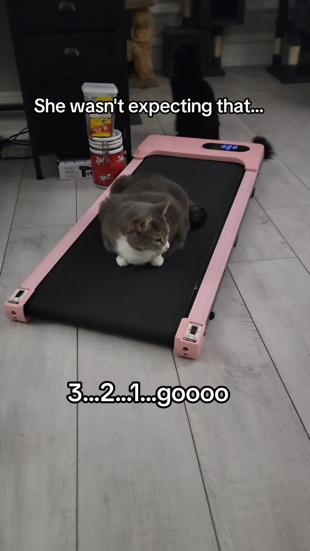 @CatCraze
