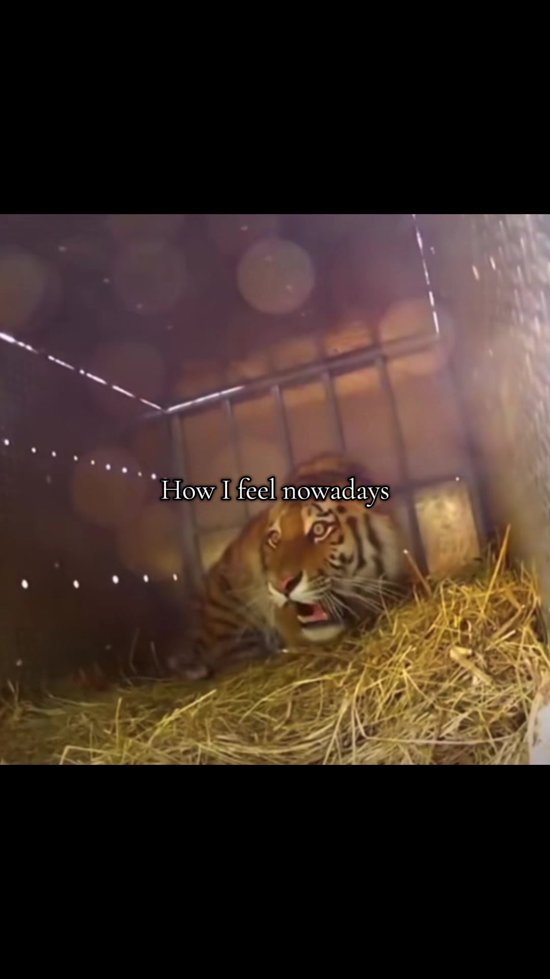 @𝘛𝘪𝘨𝘳𝘦𝘴𝘴 ⌗ 🐅