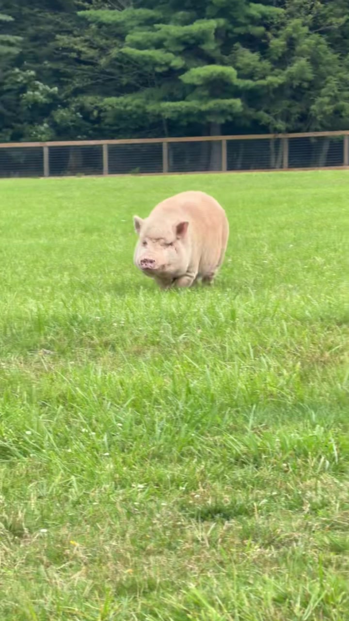 @Arthur’s Acres