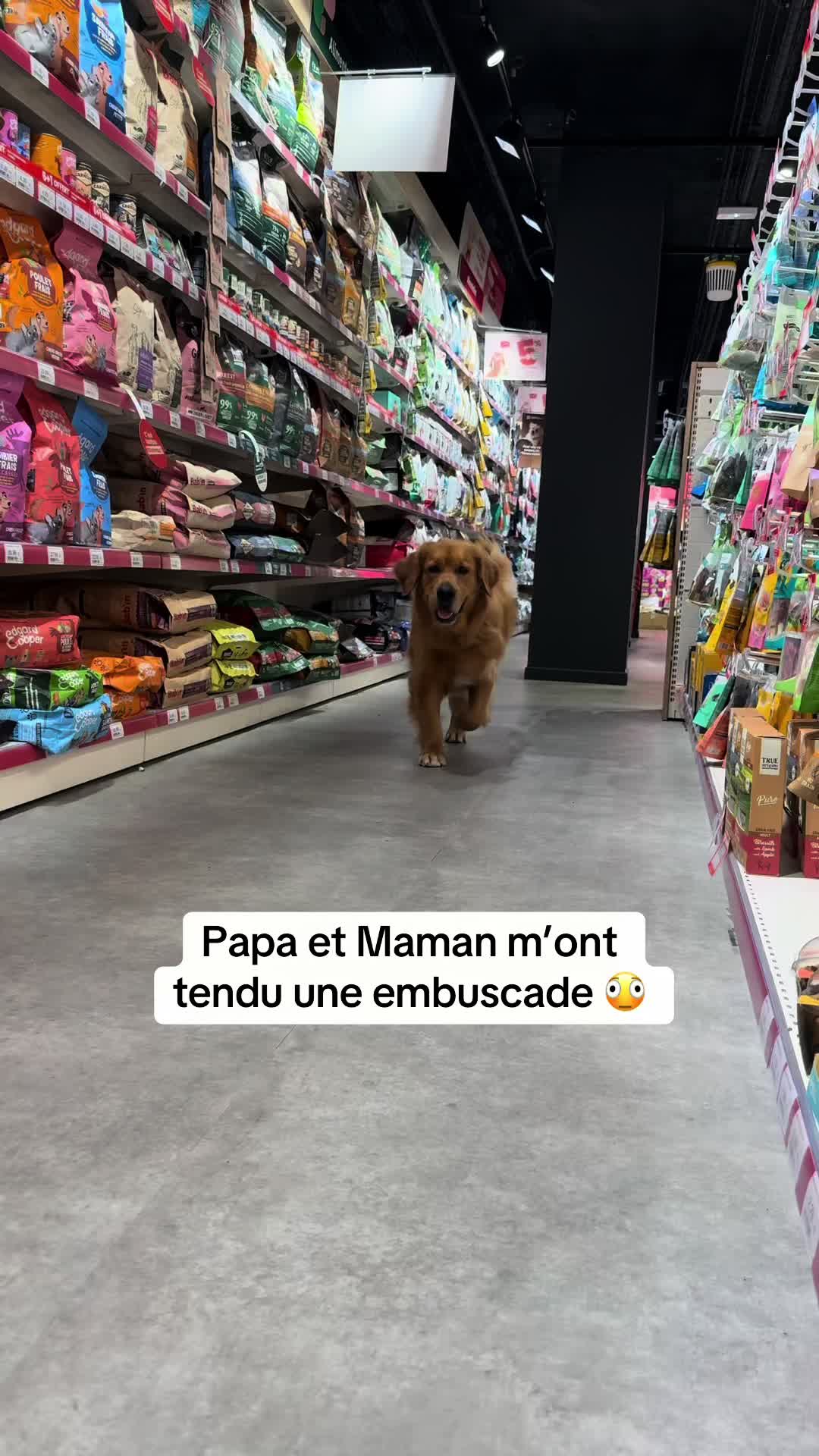 @Uggy Le Golden 🐶