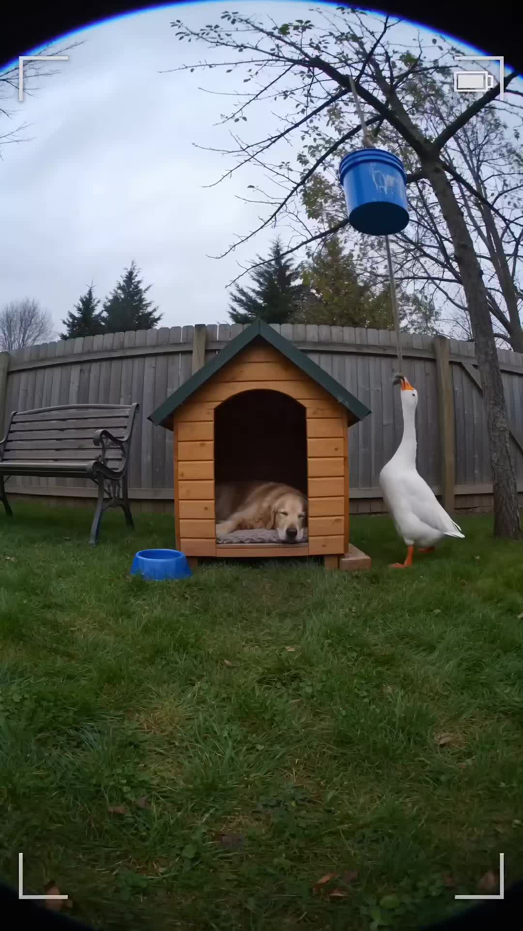 @Goosebombs