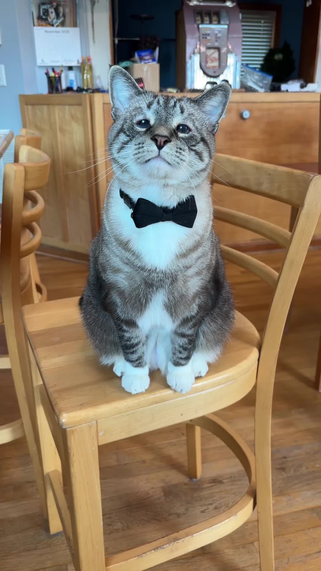 @bellkittiesmom