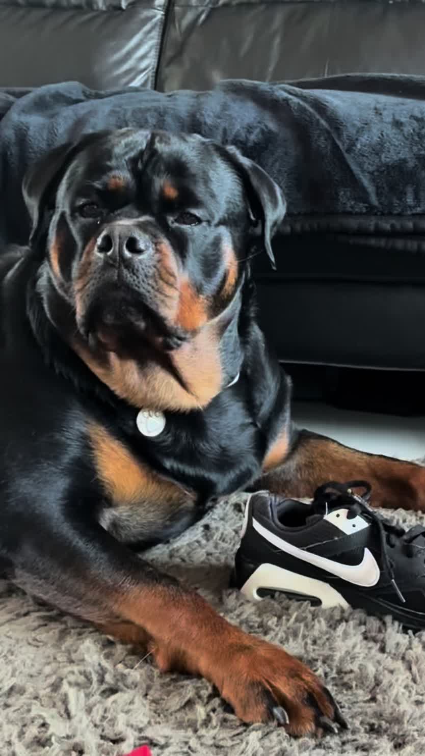 @❤️Rottiexena❤️Rottweiler Dog