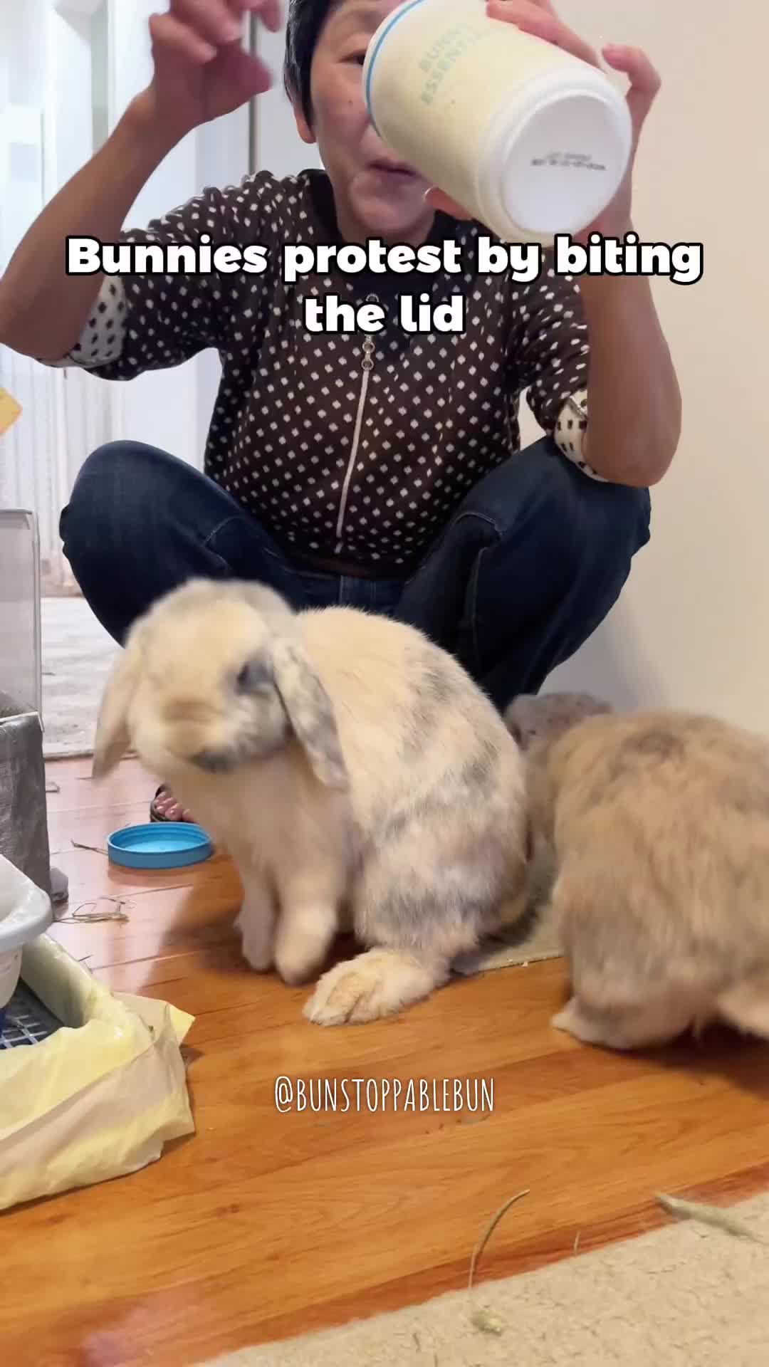 @BunBun, Mochi🌈, Chewy