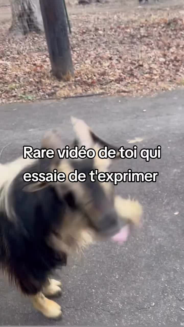@FouRireAnimal