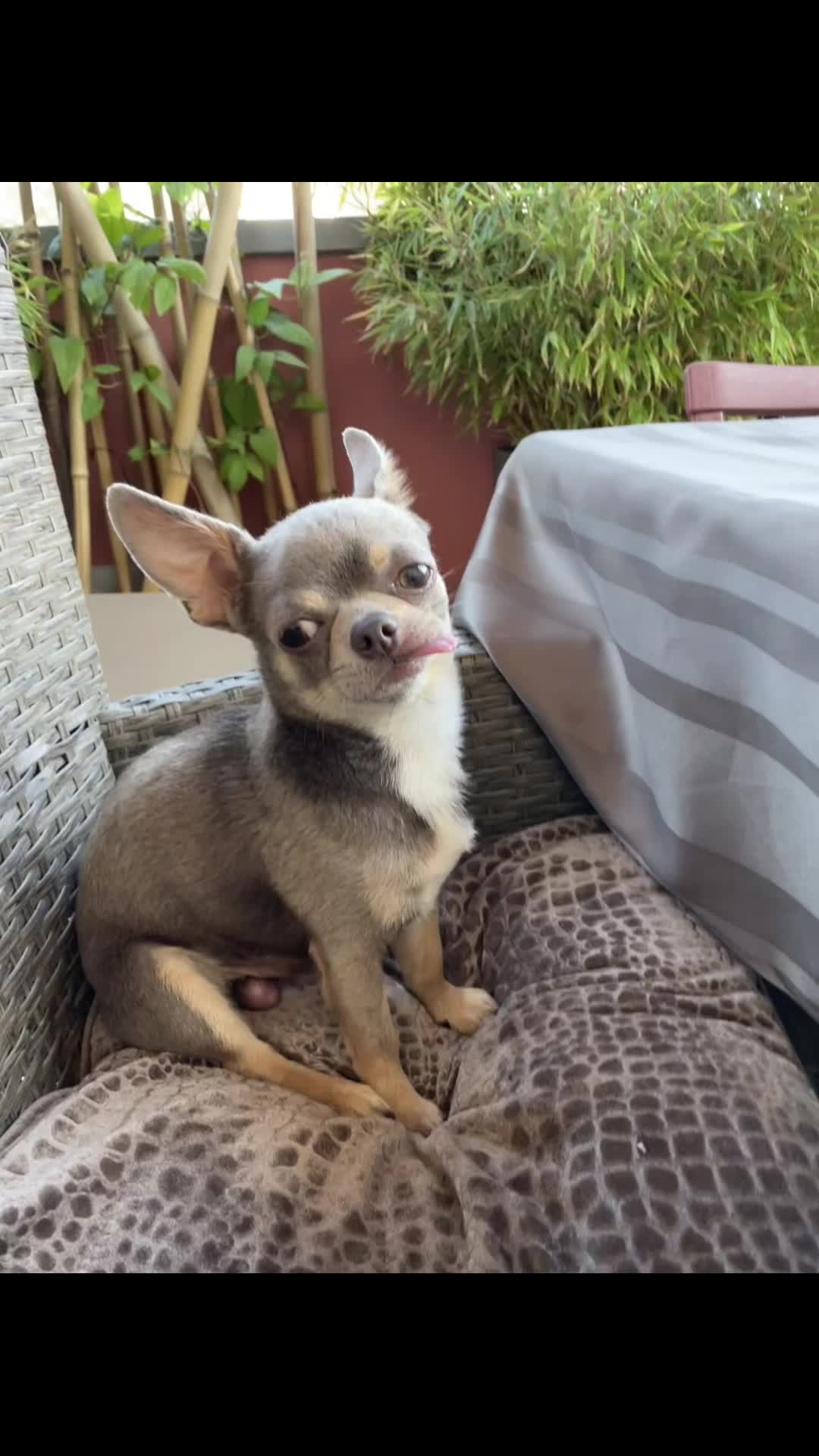 @Mr Roger Chihuahua