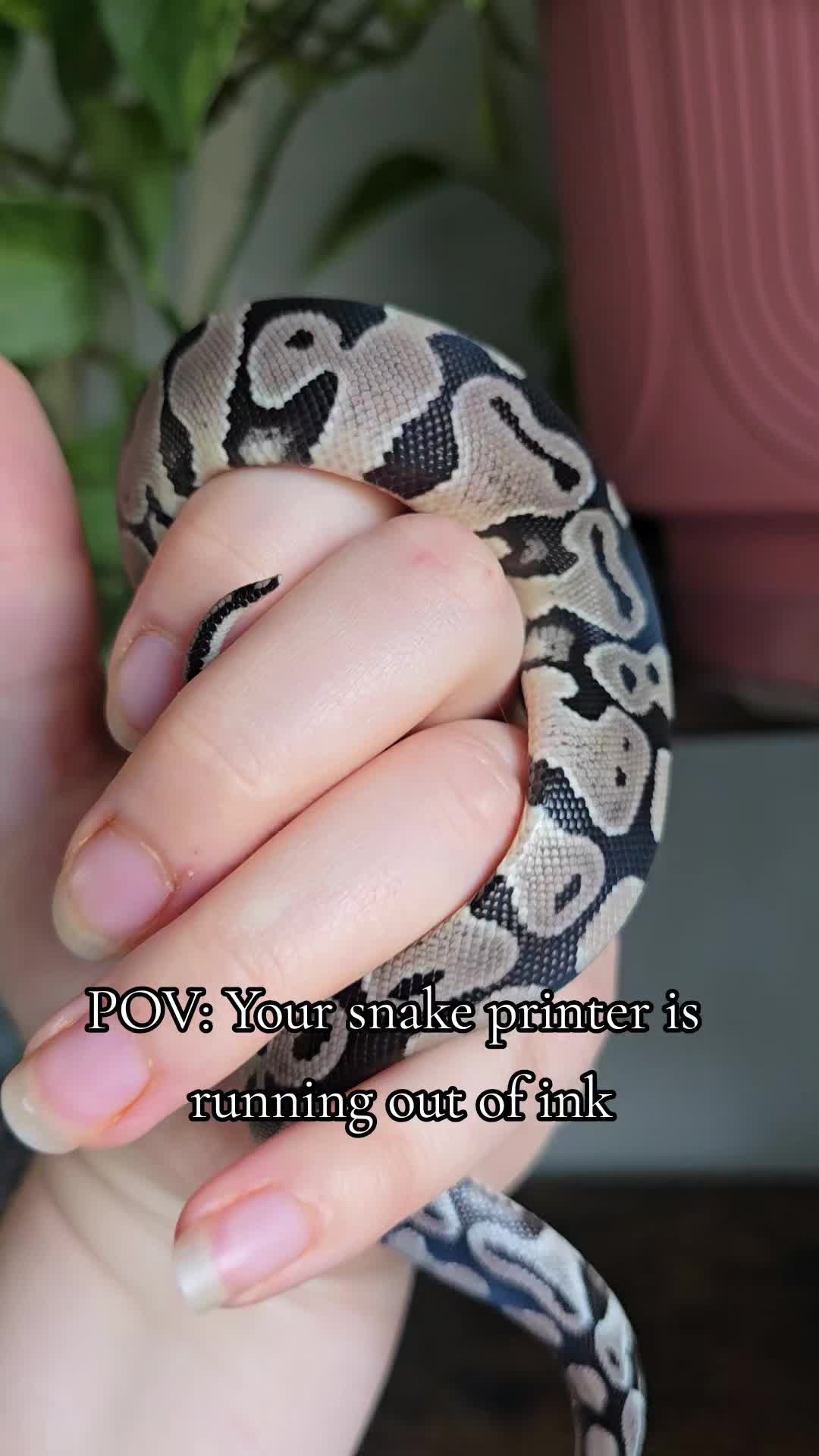 @MoonlitMorphs