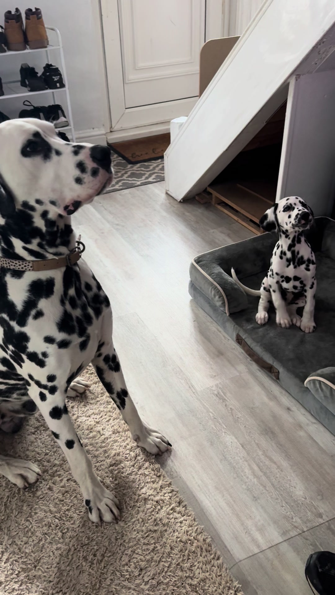 @Tommy & Babbles the Dalmatian