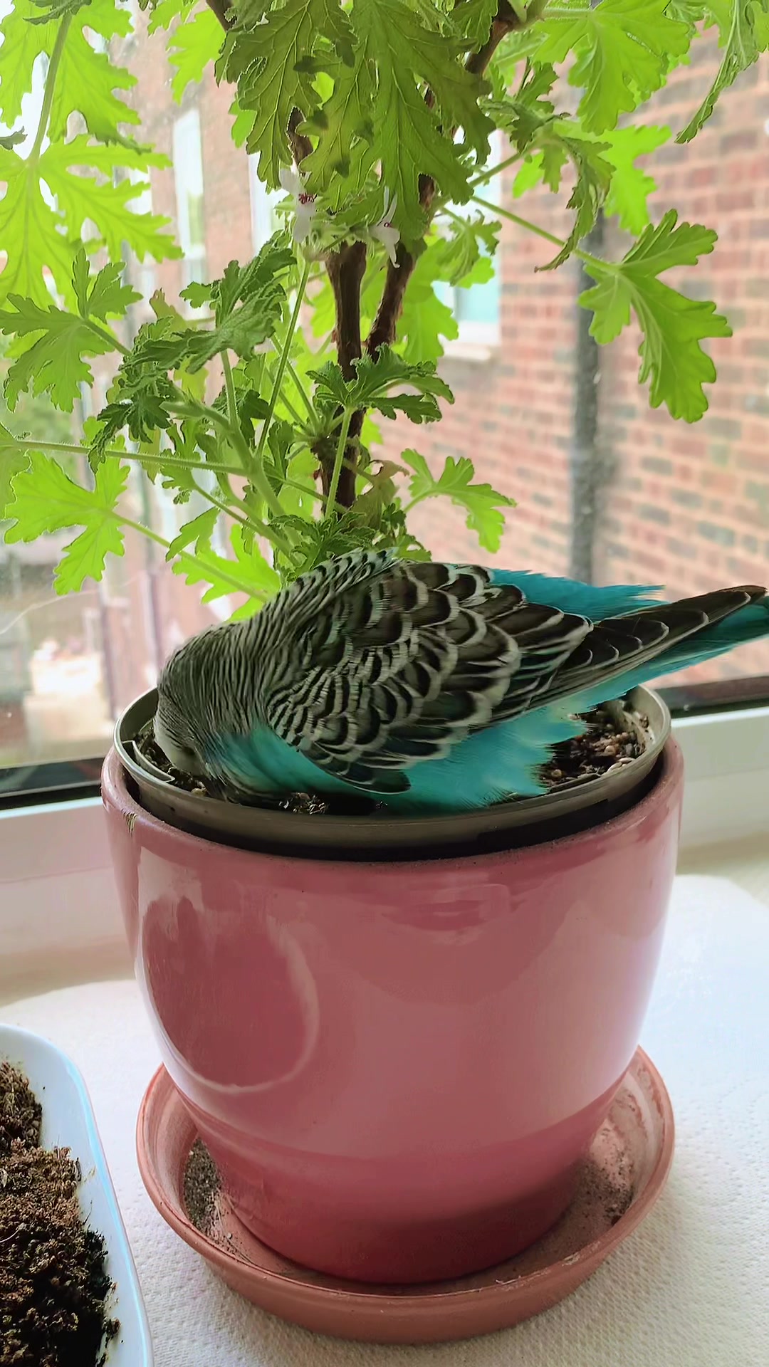 @Blu_the_budgie 🇹🇹