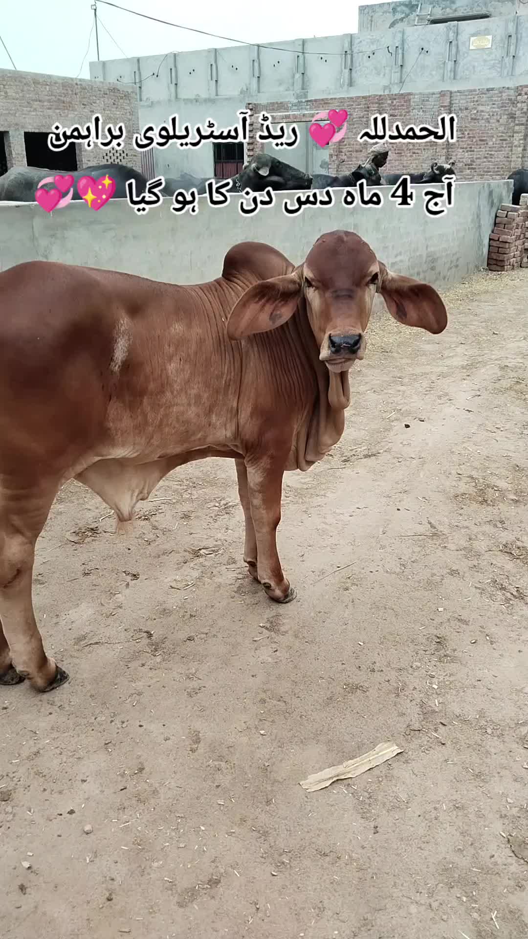 @The Brahmans Farming