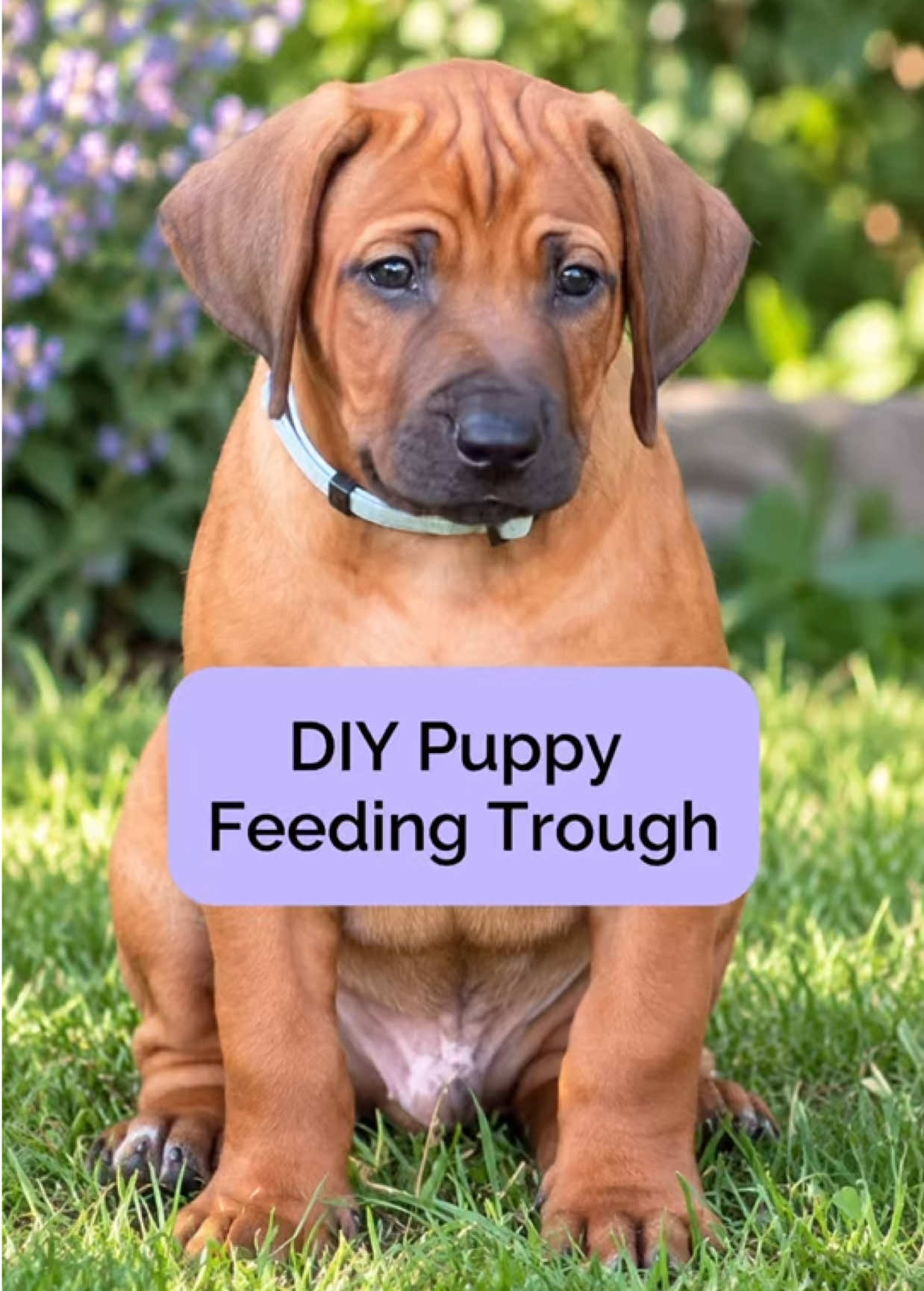 @Tracey | Breeder Mentor