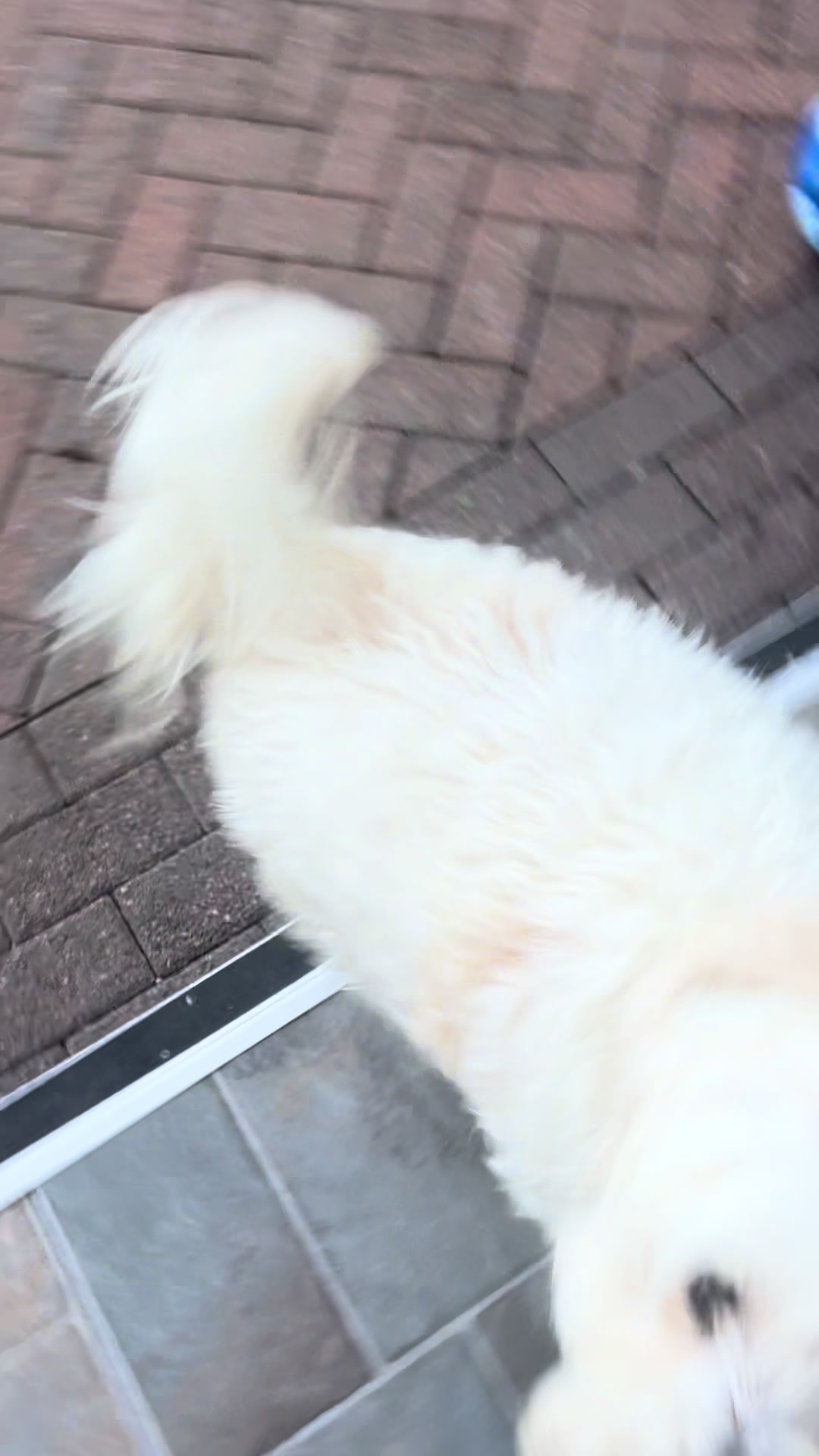 @Pablopoppypiperpoodle