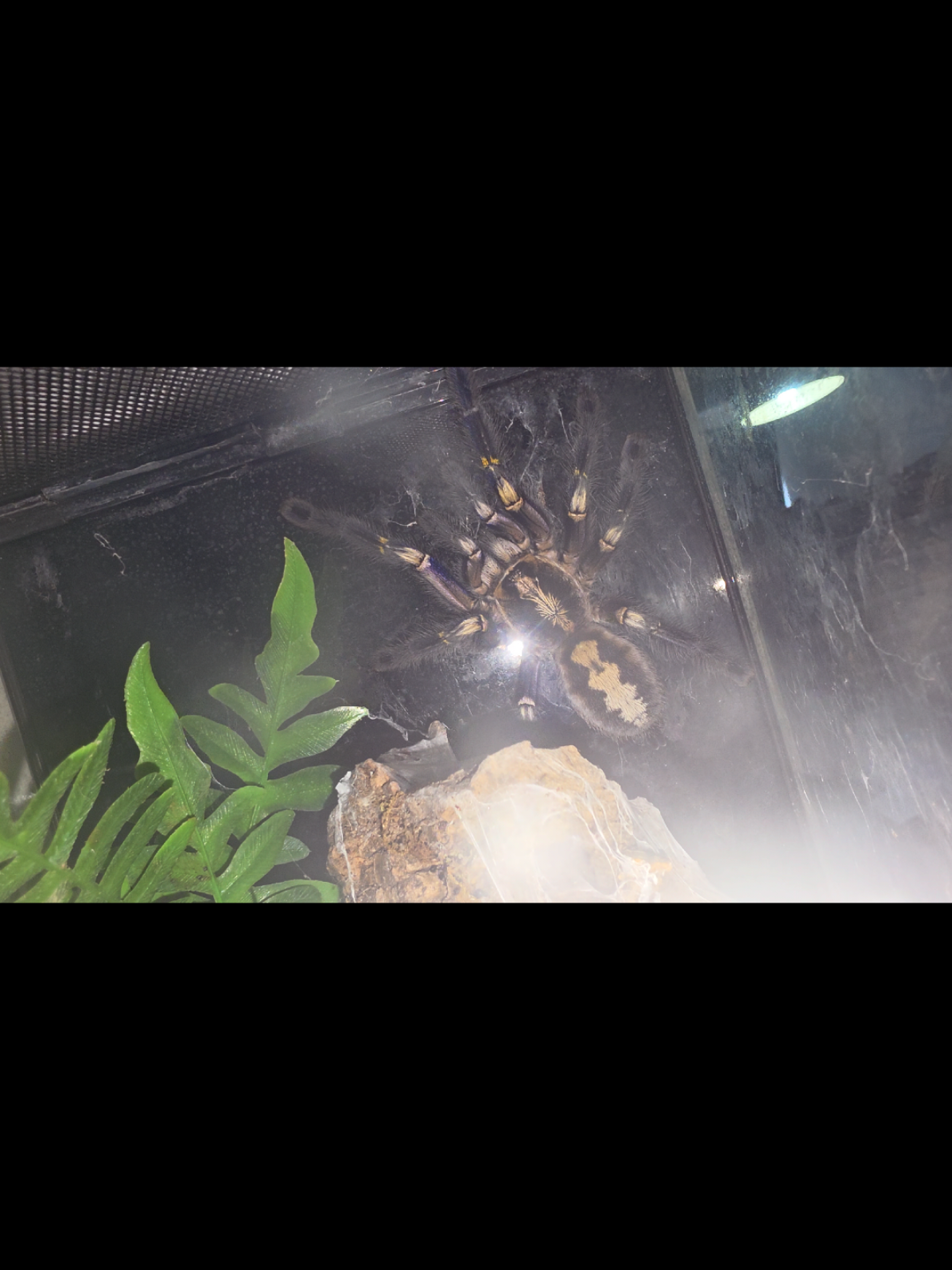 @robs BIG SPIDERS!!!