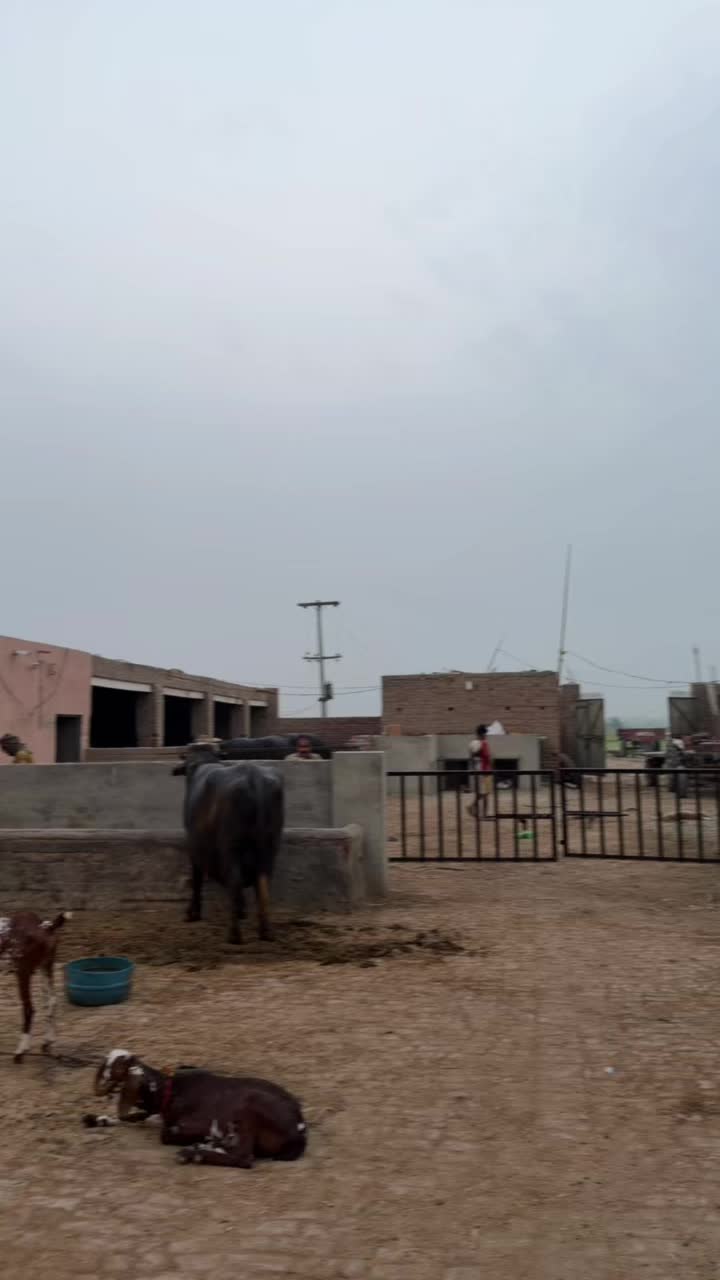 @waqarbhinder852