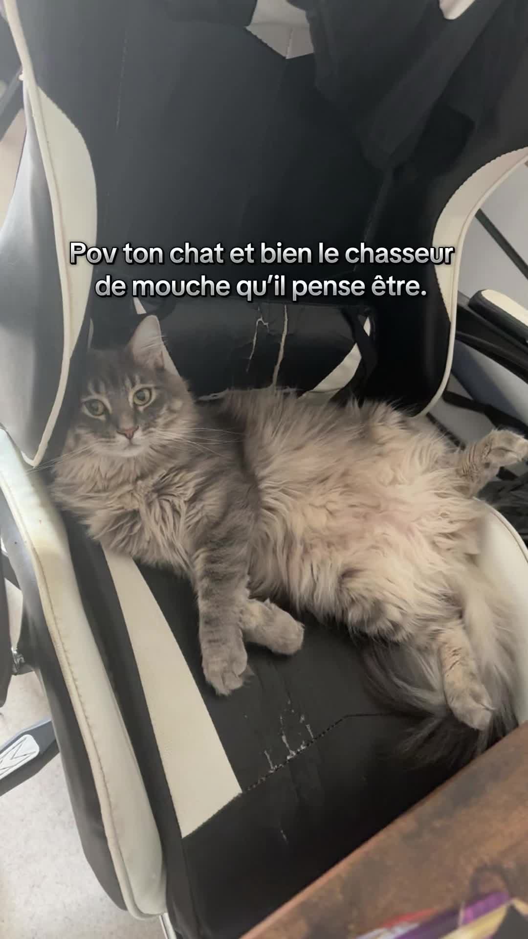 @Had&egrave;s & Zeus 🐱⚡️