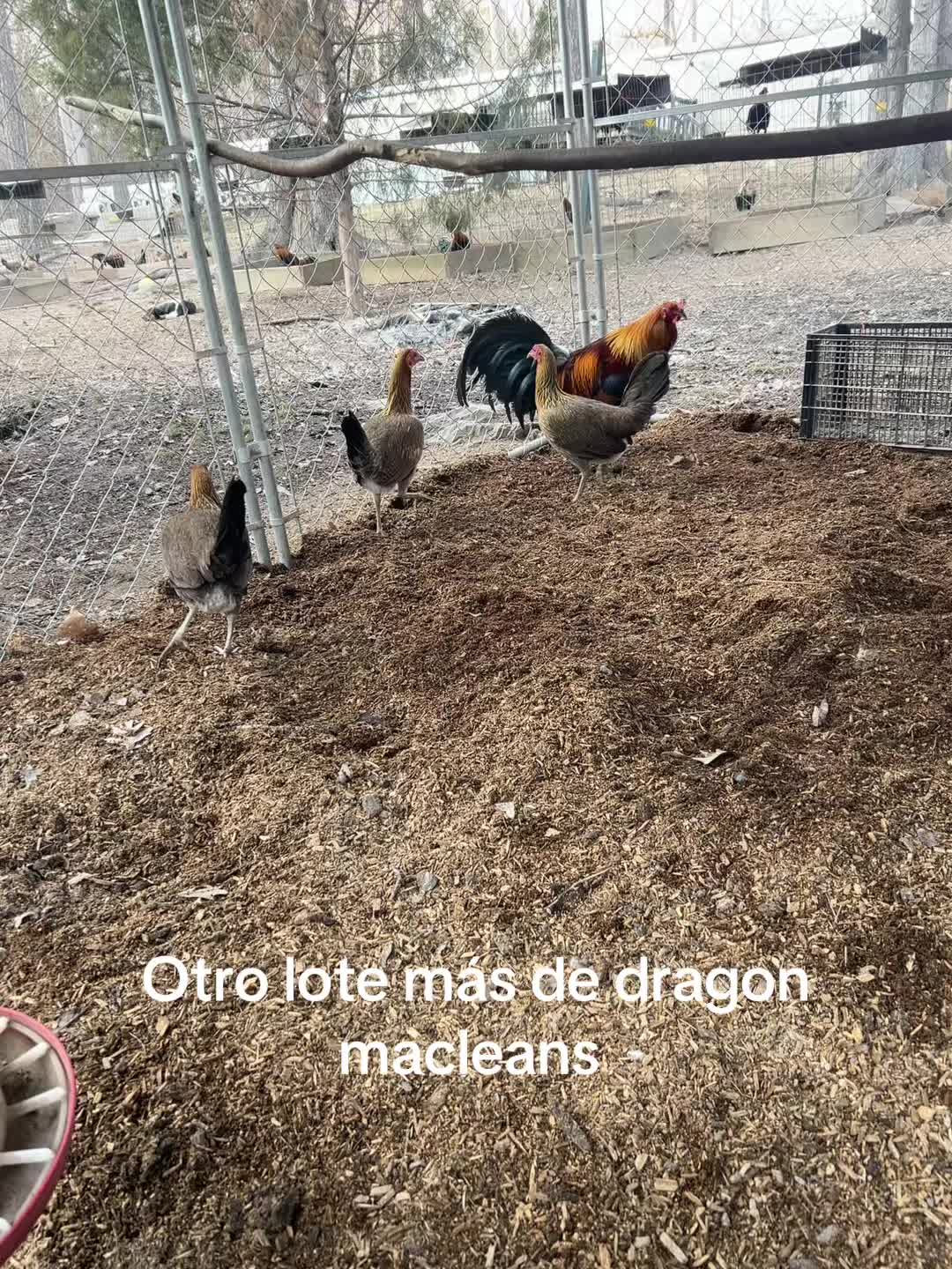 @Dragon game farm