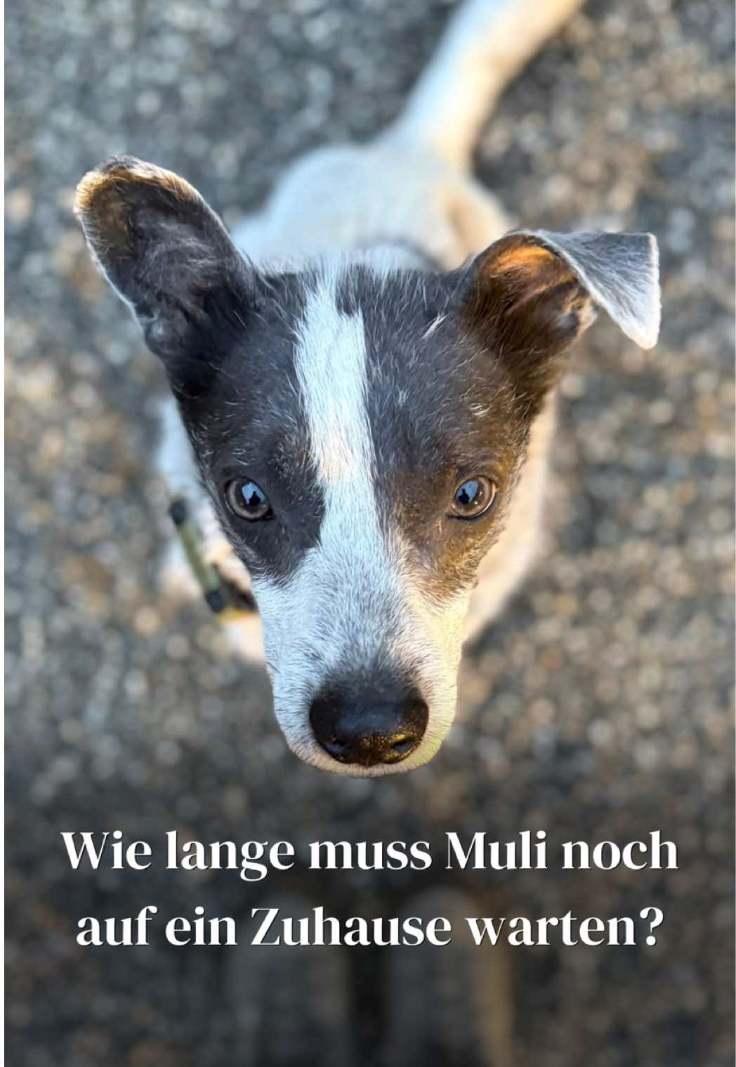 @SpecialDogs e.V.