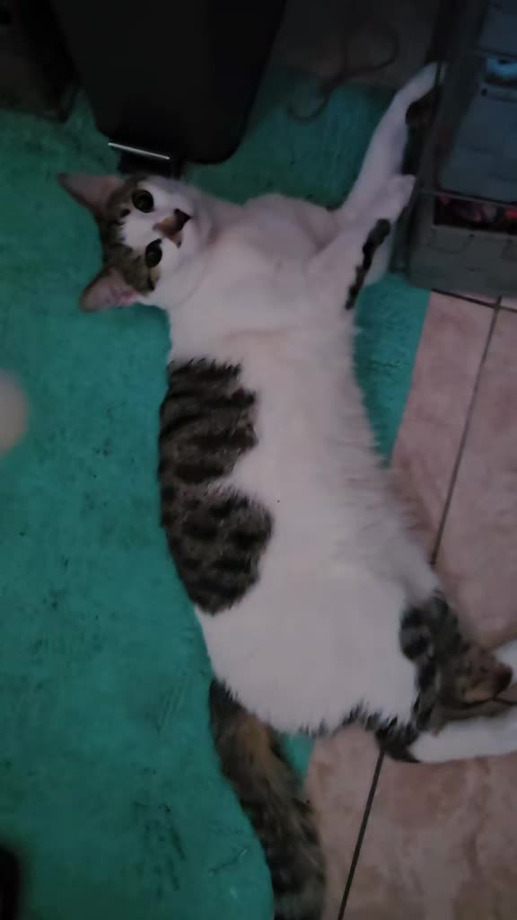 @cairo🐈
