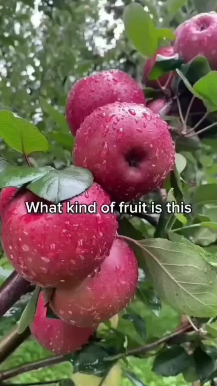 @weetabixblud67