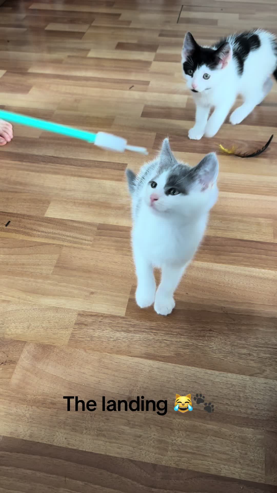 @Kittys