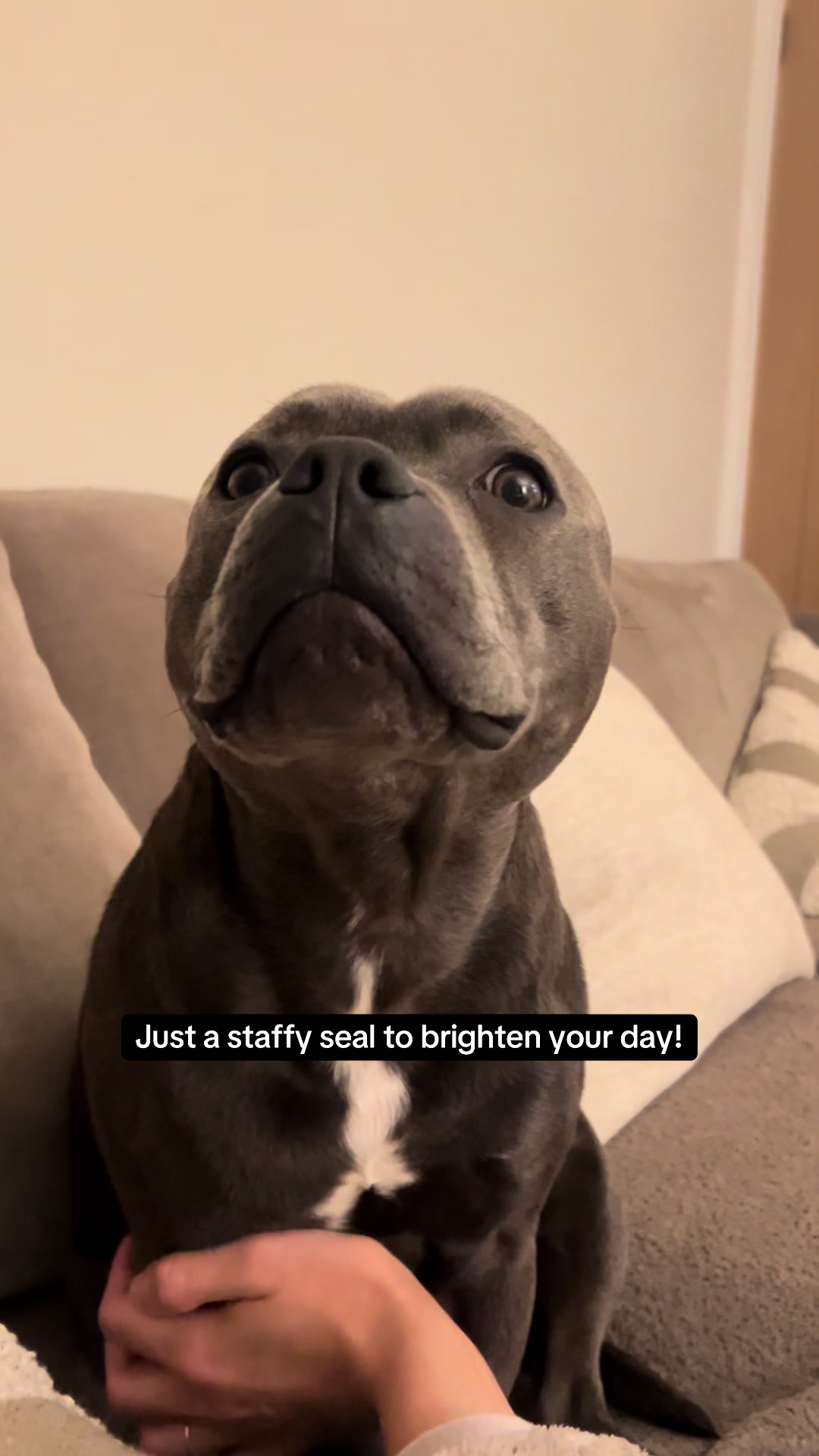 @Zeus the Blue Staffy⚡️