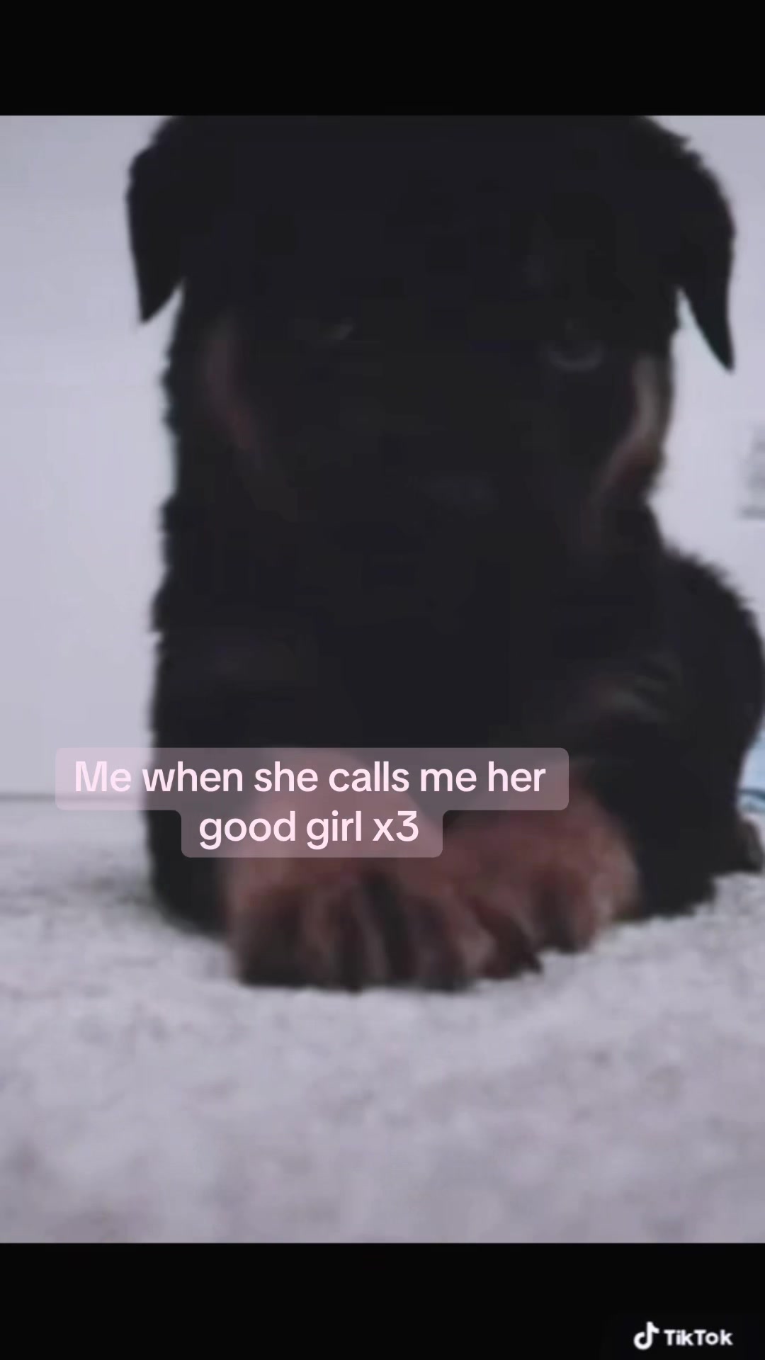 @Puppy (₊˚🦴🪽⋆˚꩜)