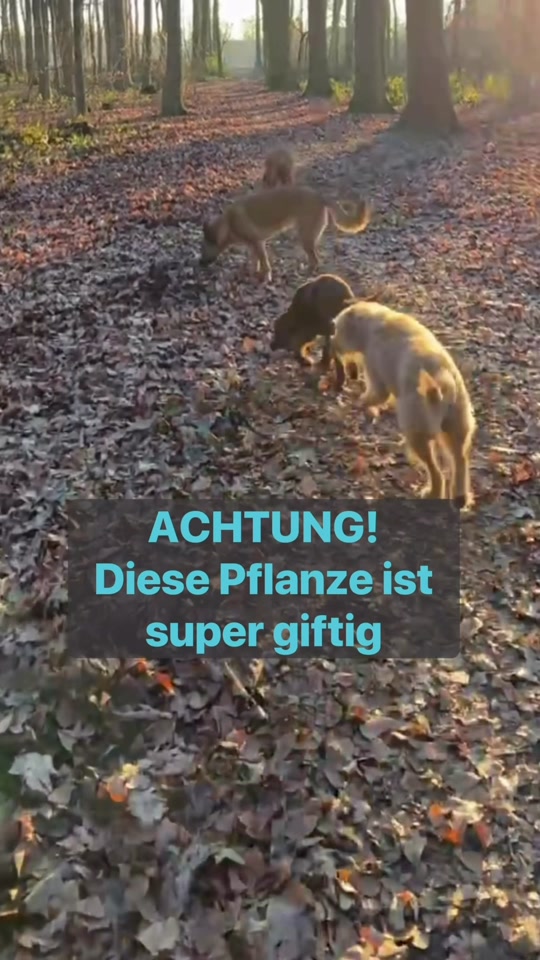 @INSAbenteuerHund