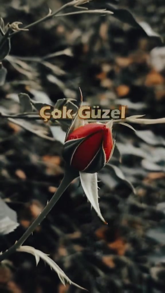 @cadoloz.5355