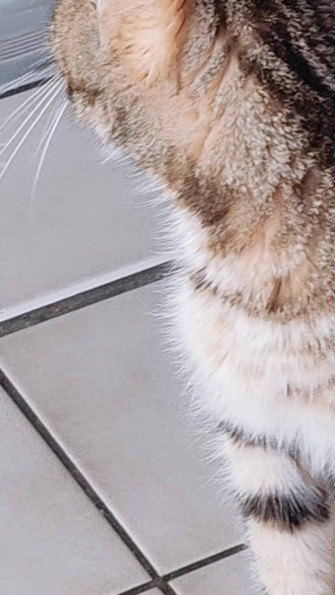 @Süsse Katze🐈