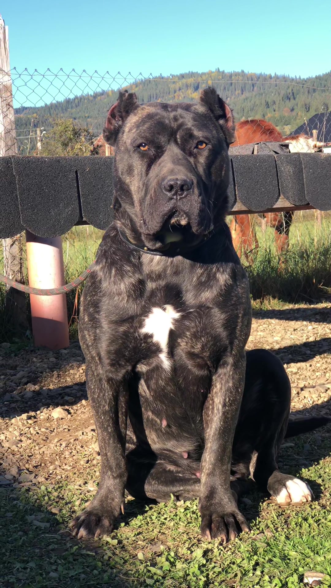 @Presa Canario Varro Bull